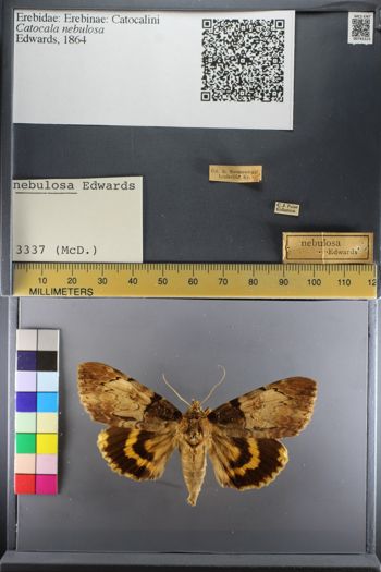 Media type: image;   Entomology 741515